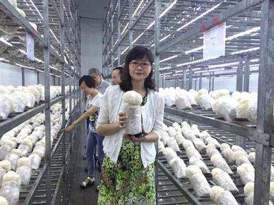 農科新星“滬猴3號”成功轉讓，為猴頭菇全產業鏈發展注入強勁動能